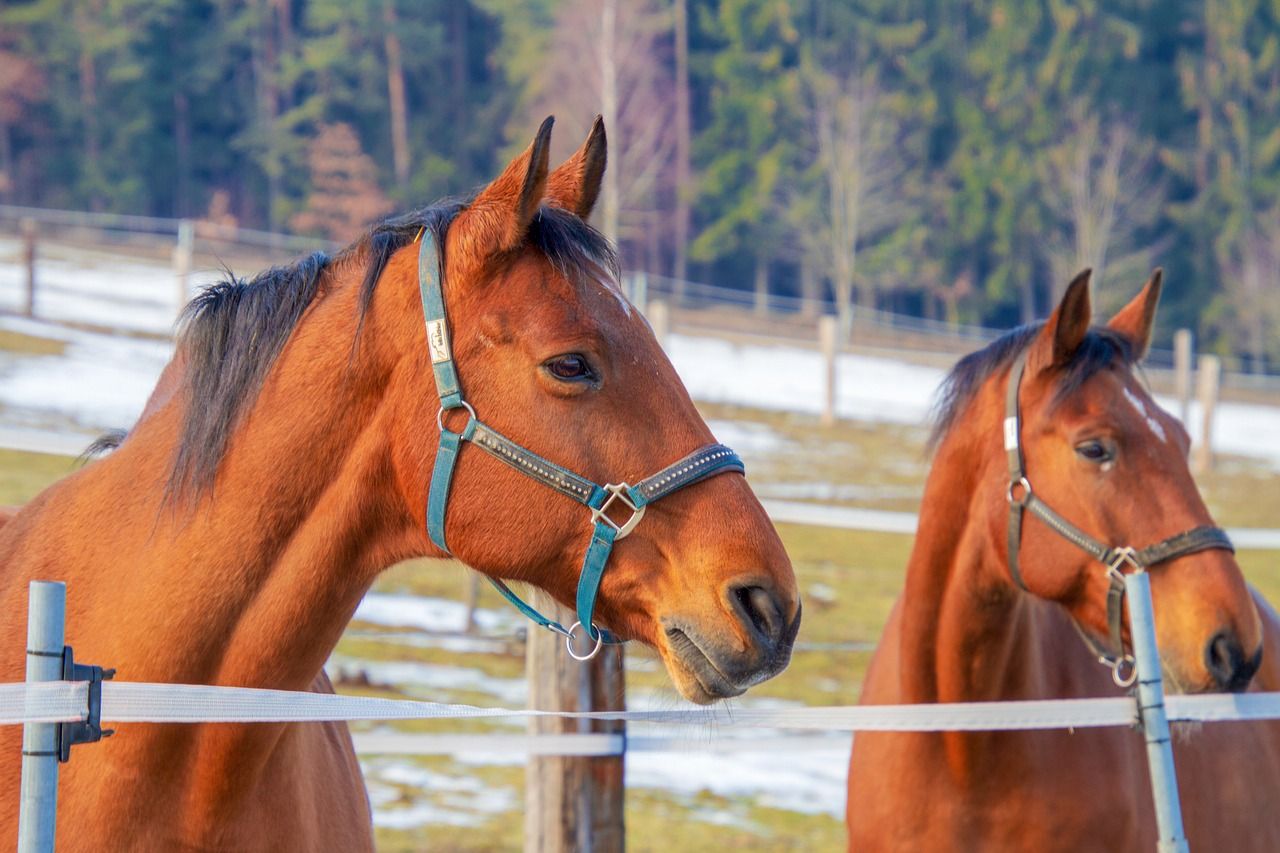 Co ma wpływ na zdrowie konia?