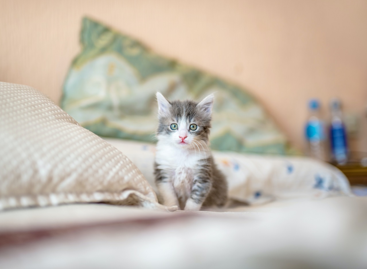 Mały kociak – co jest potrzebne do jego prawidłowego rozwoju?